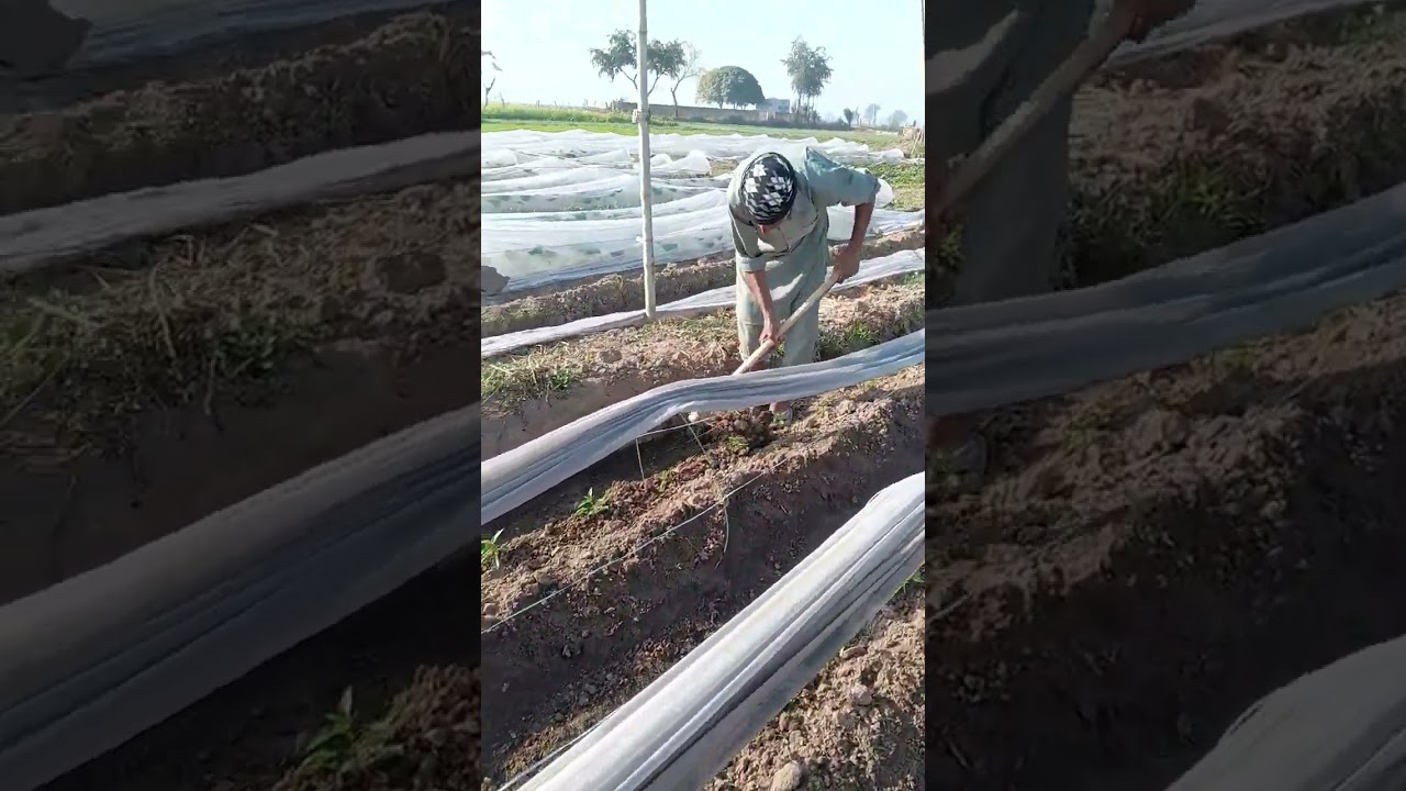 Weeding and cultivation in chilly plants