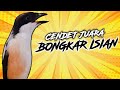 CENDET TERBAIK GACOR  FULL ISIAN PANJANG JERNIH AMPUH | MP3 SUARA BURUNG | DOWNLOAD | MASTERAN 1 JAM