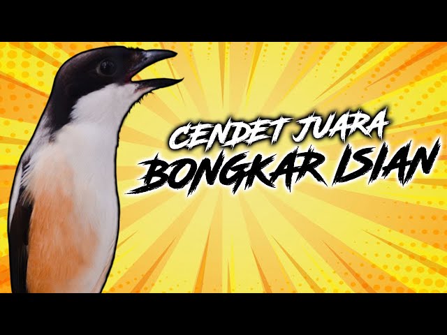 Masteran Burung Cendet Jernih Gacor Full Bongkar Isian Ngerol Nembak class=