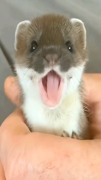 found a little ferret #shortvideo #pet#ferret#shorts