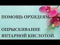 ПОМОЩЬ ОРХИДЕЯМ. ОПРЫСКИВАНИЕ ЯНТАРНОЙ КИСЛОТОЙ, ОБРЕЗКА ЦВЕТОНОСОВ.