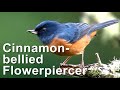 Male Cinnamon-bellied Flowerpiercer