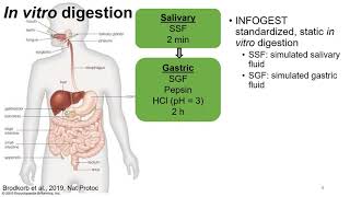 Bigel Systems as Means to Protect Probiotics During In Vitro Digestion