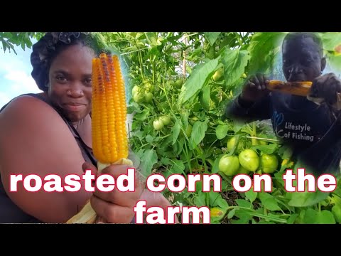 One whole day taking care of the farm and roasted corn for lunch and roast potato