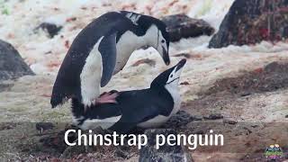 Penguins for Kids– English Paradise Kids (Fun & Educational Learning Videos)