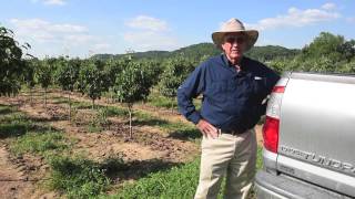 West Virginia pilot potato program