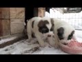 Щенки среднеазиатской овчарки, алабая, PUPPIES FOR SALE CENTRAL ASIA SHEPHERD DOG