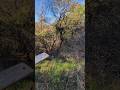 PRODUCTIVE FOREST WETLAND often MISTAKEN for JUNK #forest #trees