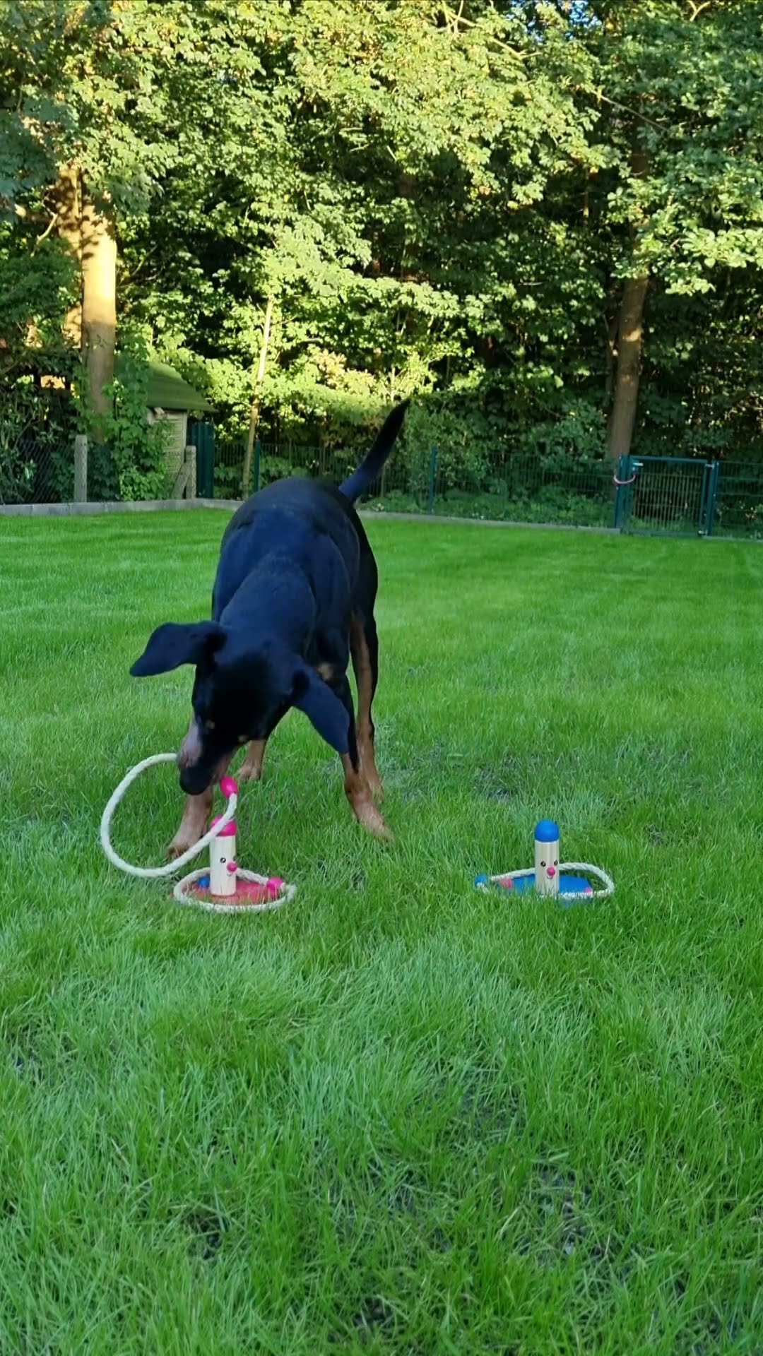 Clever Dog Sorts Toys By Color || ViralHog