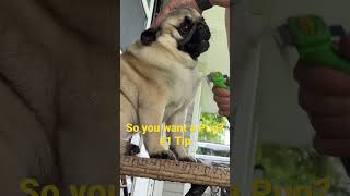 #1 Reason you may not want to own a Pug #puglover  #pug #pugsofyoutube #puglife