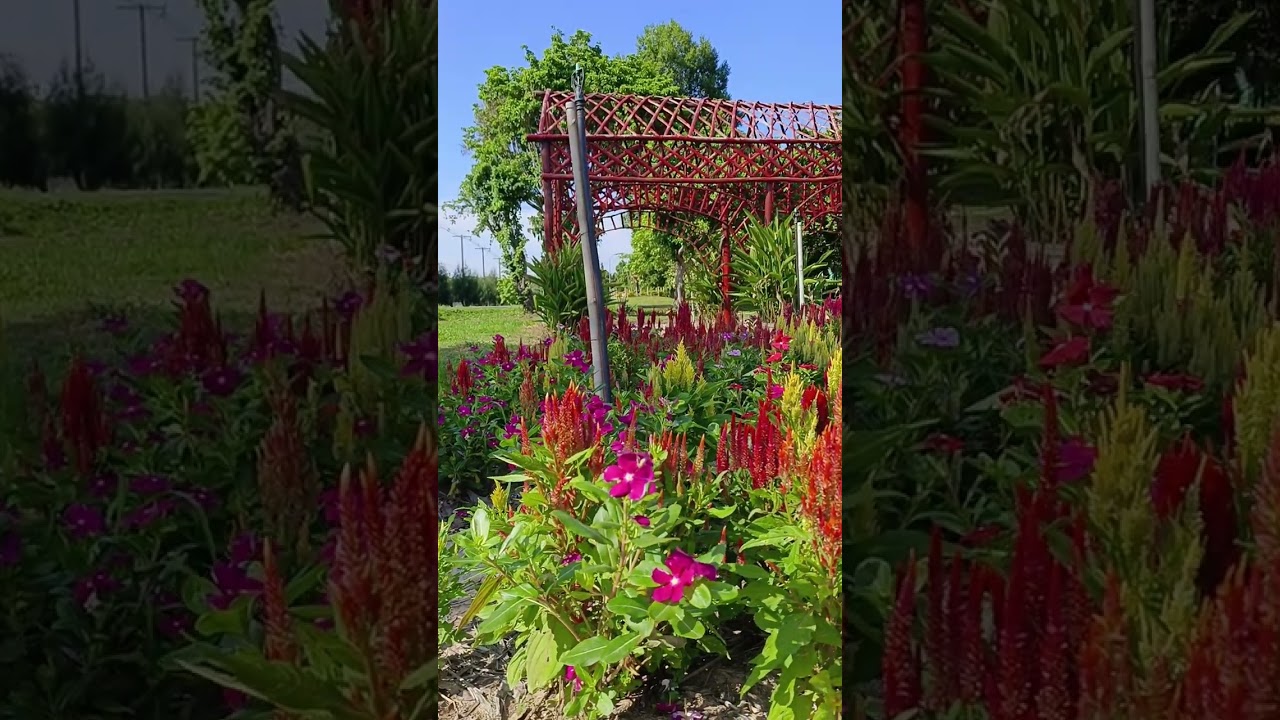 Si Sa Ket Horticultural Research Centre 🌺, ศูนย์วิจัยพืชสวนศรีสะเกษ, Nong Phai, Sisaket, Thailand 🇹🇭