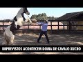 Cursos de doma racional cavalo xucro Tobiano parte 01