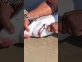 ازاله هوك من فم سمكة القرش شجاعة عاليه لانقاذ القرش و عودته في البحر عمان بحر صيد