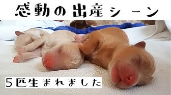 犬の出産 Youtube