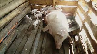 Pig With Piglets Sucking Tits
