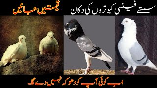 Islamabad Birds Market Pigeons Rates Update | fancy pigeon price in pakistan | Fancy pigeons