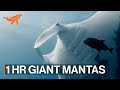 4k underwater ocean swim with giant manta rays  one hour  relaxing music  sealegacy