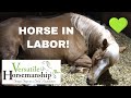 My Horse Is In Labor! // Versatile Horsemanship