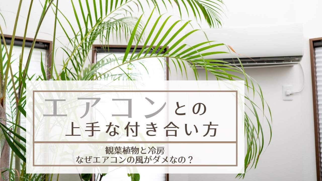 エアコンの冷房と観葉植物 なぜエアコンの風で観葉植物が体調を崩すのか Youtube
