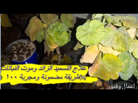 علاج التسميد الزائد وموت النباتات طريقة مضمونة ومجربة ١٠٠%