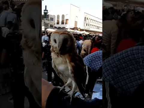 اسعار طائر البومه في سوق الغزل يوم الجمعه