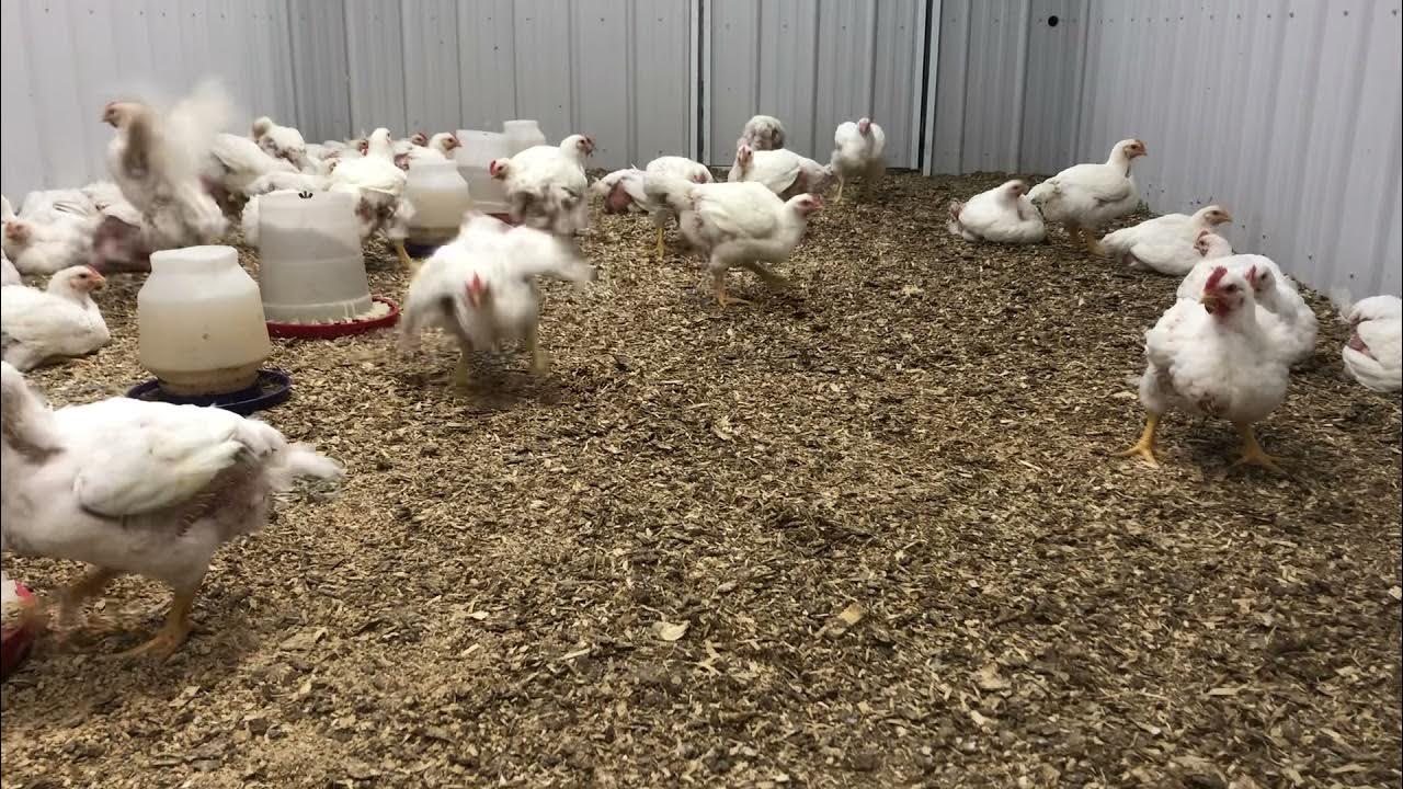 How to identify Broiler chickens 5 weeks old YouTube