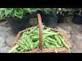 Growing vegetables in ireland