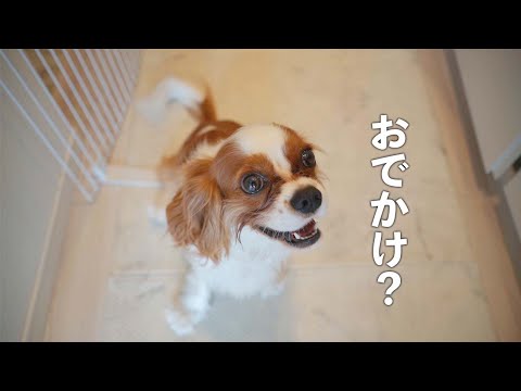 お出かけを確信すると満面の笑顔になるキャバリア犬