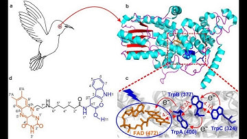 Migratory Bird Geomagnetic Navigation