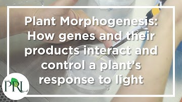 Montgomery lab: Plant Morphogenesis