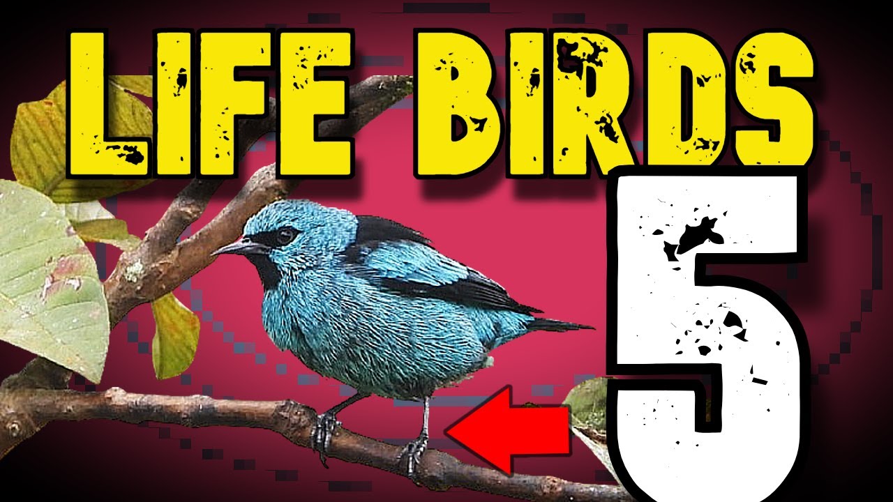 birds of brazil ブラジル 野鳥 写真集 birds of brazil ブラジル 野鳥 写真集 birds of brazil