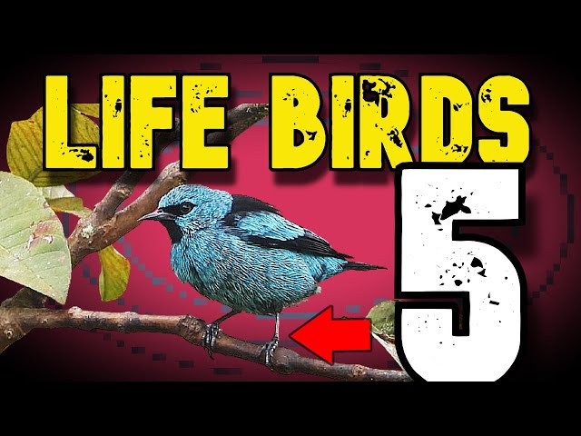 5 nice and photogenic birds to be looking for in SE Brazil