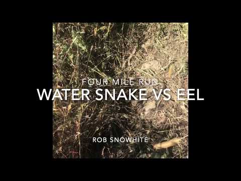 Northern Water Snake Eating American Eel