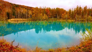The Blue Pond: A Man-Made Wonder of Hokkaido