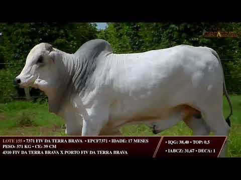 LOTE 155   EPCF 7371