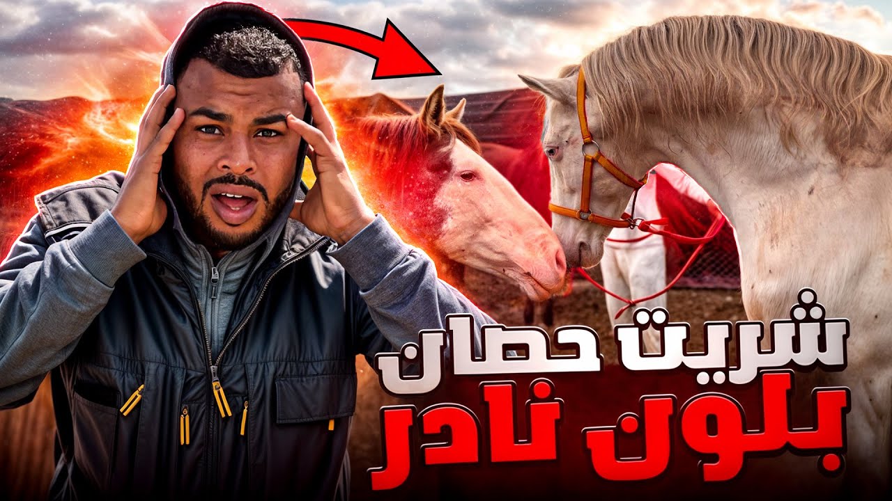 🚨 درت أحـسن صفقة قبل الإقصائيات 😱شـريت حـصان مليح من سلالة نـادرة …. واش كين لمليح ولا لا 🫣