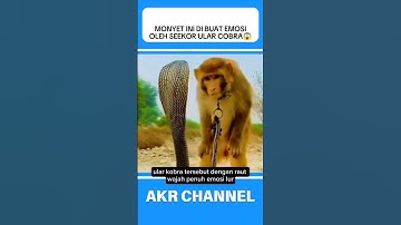 Monyet dibuat emosi oleh seekor ular cobra⁉️😱#shorts