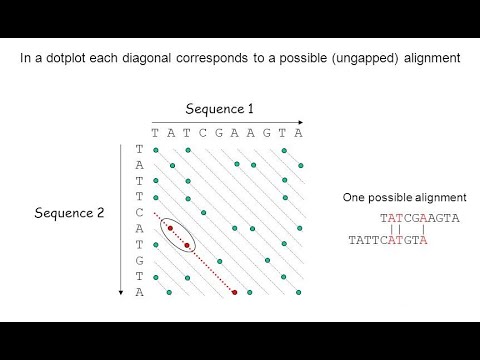 Global Sequence Alignment: Dynamic Programming - YouTube