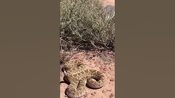 “Honey Badger walked in like a boss… then saw the rattlesnake and said ‘Nope!’😳 #wildlife #animals