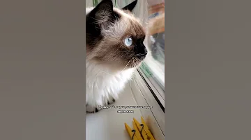 Почему кошка стрекочет, когда видит птичку 😄