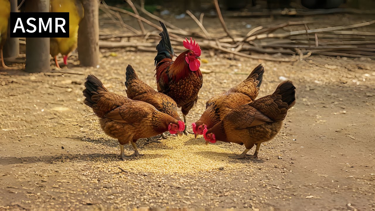 This Chicken Eats with Perfect Focus – Why Is It So Calming? - YouTube