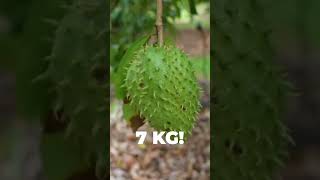 Ferma de fructe exotice a unui roman din Australia