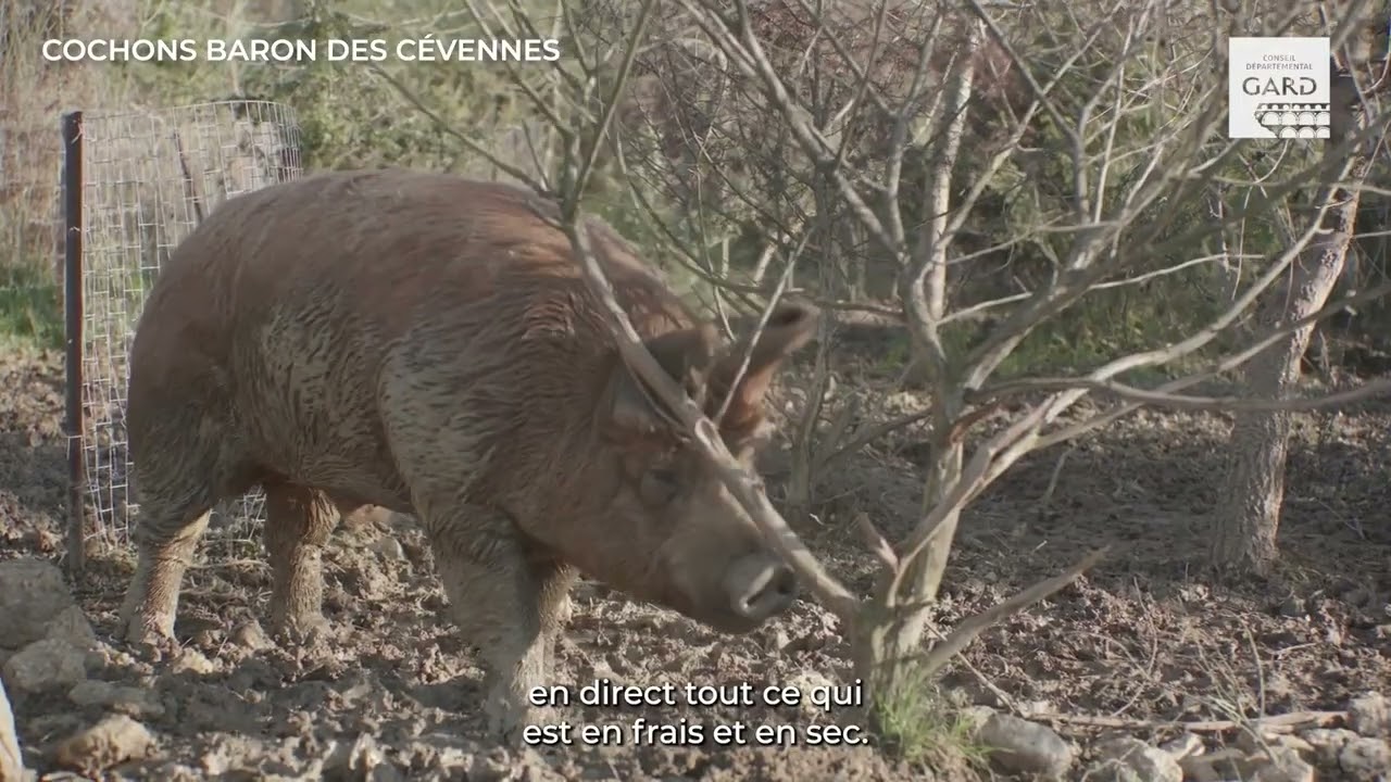 Cochon Baron des Cevennes - Benoit Georges