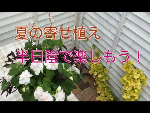 八重インパチェンスとティアレラの寄せ植え ウチ花 半日陰でシックに楽しむデザイン Youtube