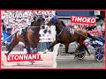 Elitloppet 2022  au nom du pre du fils et de richard westerink  etonnant fils hritier de timoko