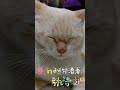 #cat #kucinglucubandung #cute
