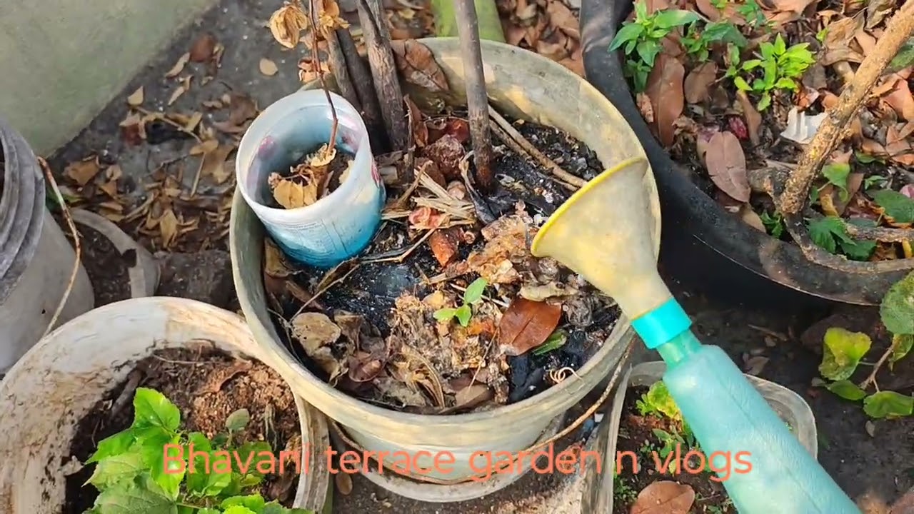 ఈ రోజు మొక్కలకు ఇంగువ మజ్జిగ ఇచ్చానండి