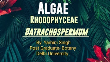 Algae - Red Algae, Batrachospermum Notes #algae #bio #bsc #cuetpg #mscbotany #biology #lifescience