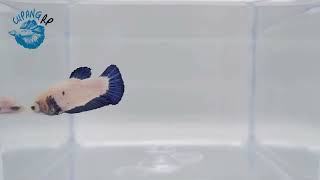 Betta Fish Ikan Cupang - Plakat - Blue Rim - Female Br31