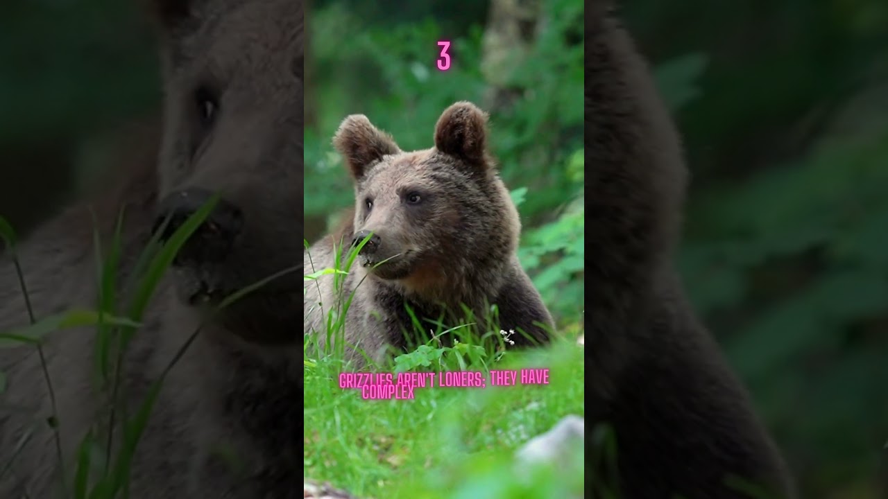 Grizzly Bear Secrets: 3 Astonishing Facts You Need to Know! 🐻 